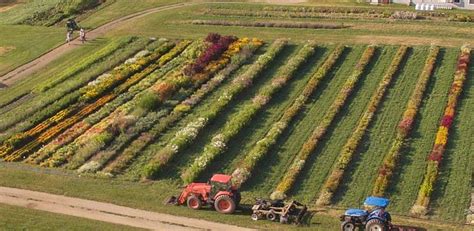 Succession Planting Intervals for Flowers | Succession planting, Plants, Planting plan