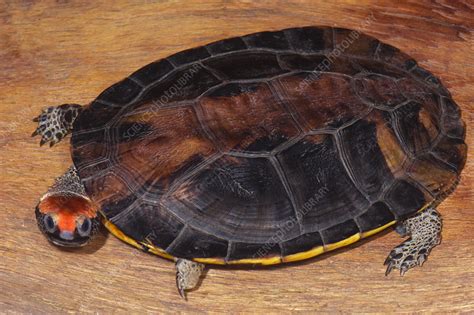 Twist Necked Turtle Platemys Platycephala Melanonota Stock Image