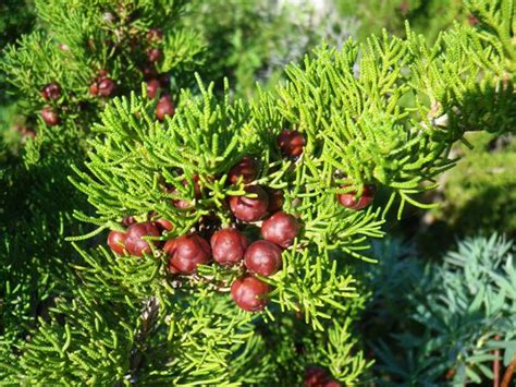 Juniperus Phoenicea