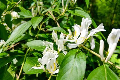 Japanese honeysuckle flowers Stock Photos, Royalty Free Japanese ...