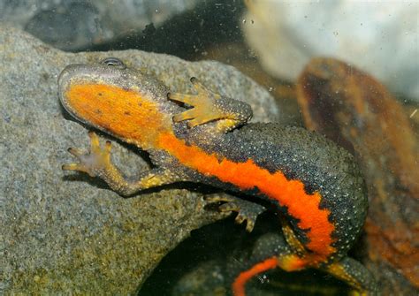 Calotriton des Pyrénées Pyrenean newt Calotriton asper Flickr