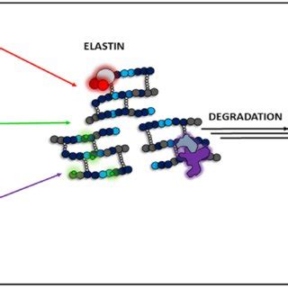 Types Of Elastin Degradation Factors Chemicals Ros Dependent And