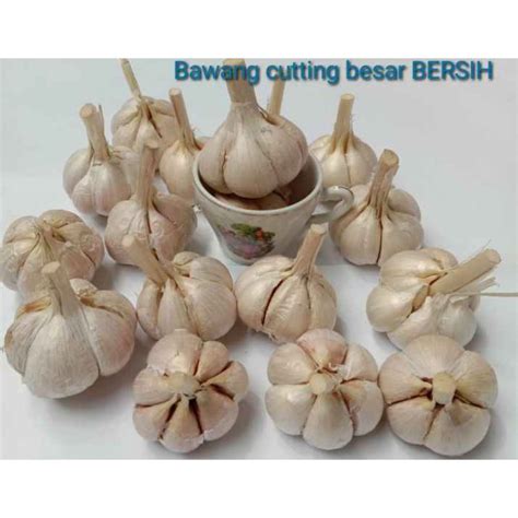 Jual Bawang Putih Kating Kg Besar Kulit Bersih Mulus Pilihan Shopee