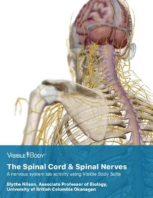 Exercise The Spinal Cord And Nerves Exercise The Spinal Cord