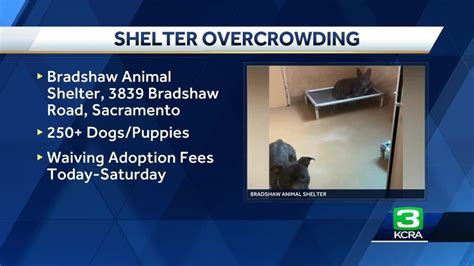 Bradshaw Animal Shelter waives adoption fees after being 'flooded with dogs'