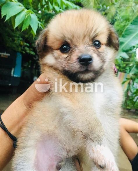 Shih Tzu Puppies For Sale In Maharagama Ikman