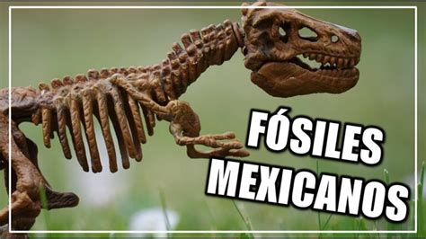 Fósiles De Dinosaurios En México Un Tesoro Paleontológico [2025]