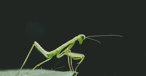 Are Praying Mantises Poisonous A Guide To All Things Mantis