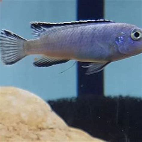 Are African Cichlids Meat Eaters Diy Seattle