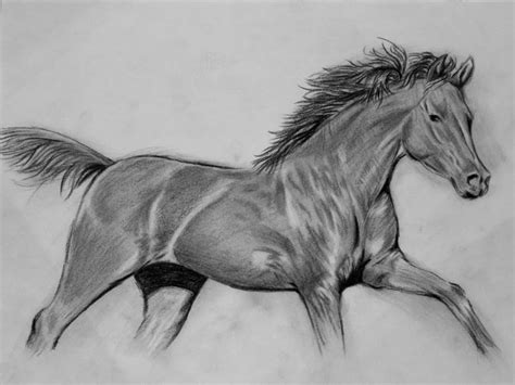 How To Draw A Realistic Horse Horse Drawings Horse Sketch Horse