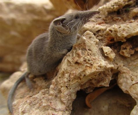 Shrew Images - Free Download on Freepik
