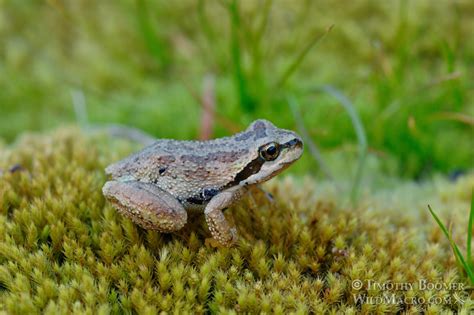 Sierran Treefrog Pseudacris Sierra Pictures Wild Macro Stock