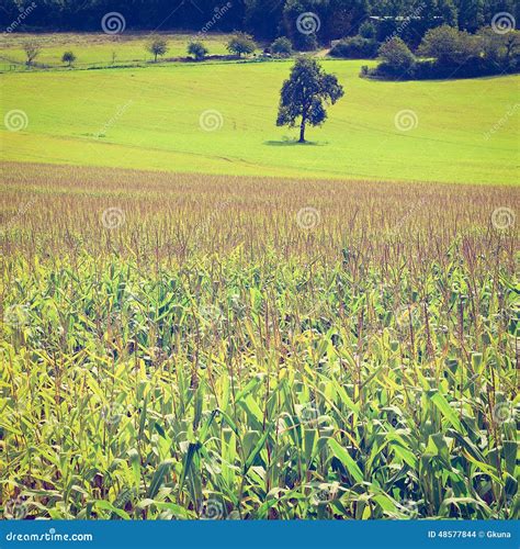 Plantation Of Corn Stock Photo Image Of Green Land 48577844