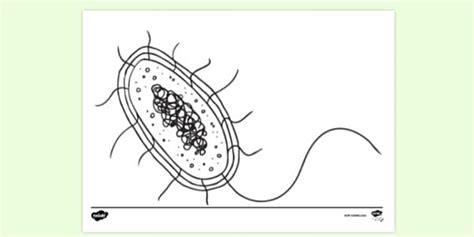 Bacteria Cell Diagram Colouring Sheet (teacher made)