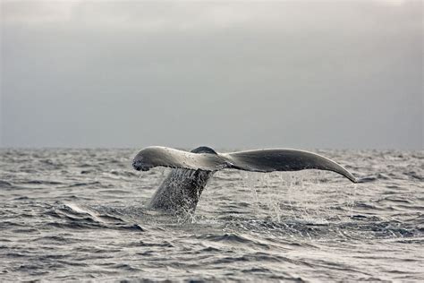 Maui Whale Watching Guide Humpback Whales In Hawaii