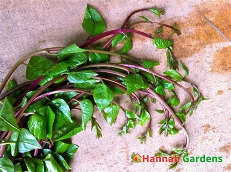 150 Seeds Red Stem Malabar Spinach Seeds Basella Alba Rubra Leaf