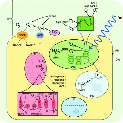 Frontiers Mechanisms Of Ros Regulation Of Plant Development Off