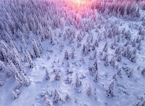 winter forest  behance