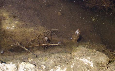 Copperhead Water Moccasin Cotton Mouth A Dangerous Snak Flickr