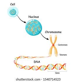 Chromosom Images Stock Photos Vectors Shutterstock