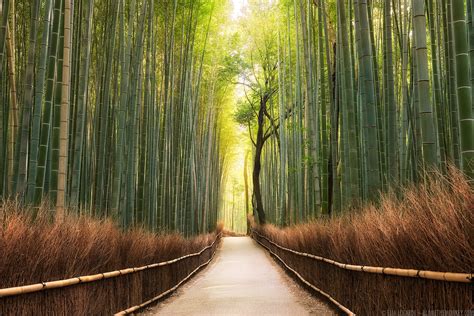 Wallpaper Temple Sunlight Trees Landscape Forest Nature Branch