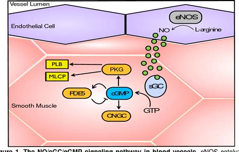 Pdf No Independent Modulation Of Soluble Guanylyl Cyclase Sgc