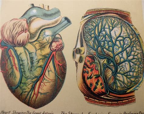 Original Page Color Lithograph Medical Chart From Antique Medical