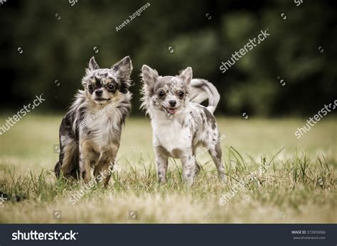 401 Chihuahua Merle Royalty-Free Photos and Stock Images | Shutterstock