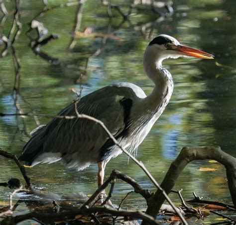 Bird Heron Lake Grey Free Photo On Pixabay Pixabay