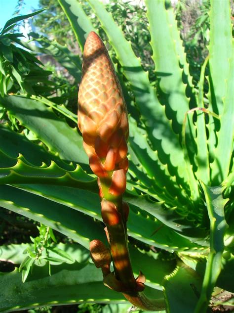 Aloe Candelabro Aloe Arborescens 2007 04 12 Jueves Huert Flickr