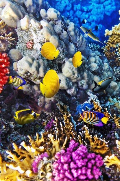 Premium Photo Coral And Fish In The Red Sea Egypt Africa