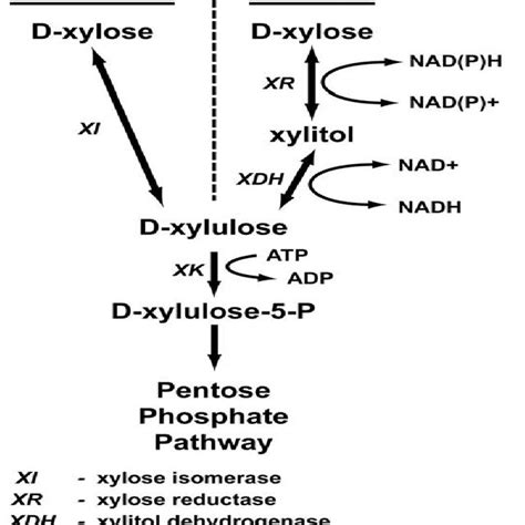 A Depiction Of Xylose Metabolic Pathways Source Hector Et Al 2008 Download Scientific