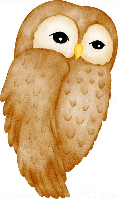 Watercolor Owl Clip Art 36910530 Png