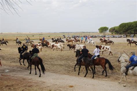 Encierro Mixto Durante La Ma Ana Del S Bado En Las Fiestas De Portillo