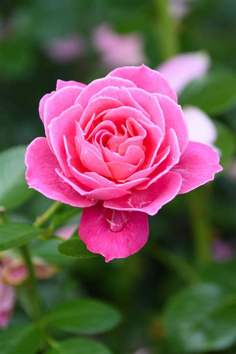 Pink Colour Rose Flower Hd Wallpaper | Best Flower Site