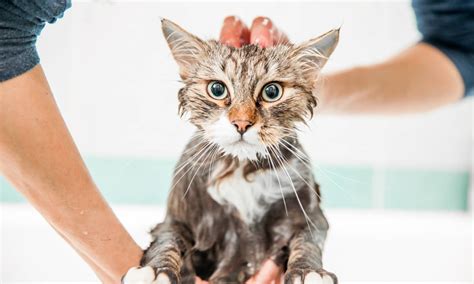 When And How To Give Cat A Bath Everything Explained