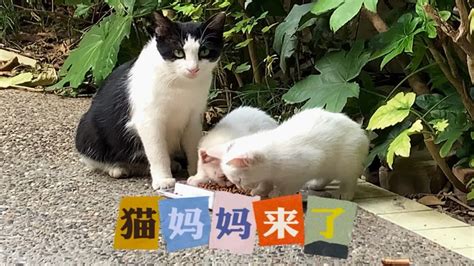 小奶猫的眼睛睁不开猫妈妈无能为力，再不治疗会失明吗？ Youtube