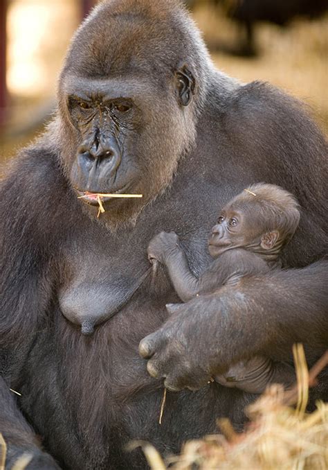 Gorilla Mother and Baby - Wildlife Shots