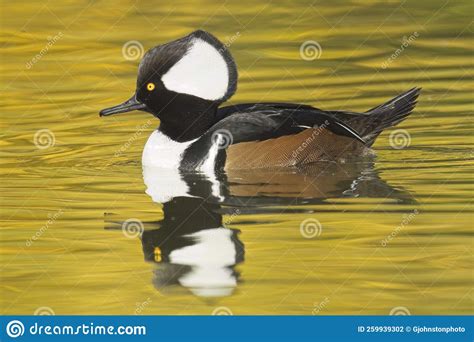 Male Hooded Merganser In Calm Water Stock Photo Image Of Outdoor