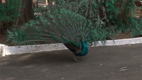 Beautiful Peacock Opening Feathers Youtube