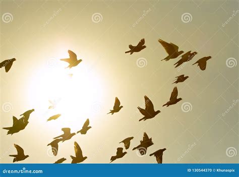 Flock Of Flying Pigeon Bird Against Sun Light Sky Stock Photo Image