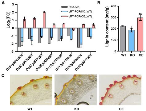 Ijms Free Full Text Osgrp3 Enhances Drought Resistance By Altering Phenylpropanoid