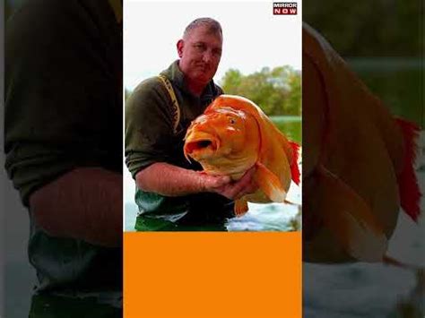 British Fisherman Catches World S Biggest Goldfish