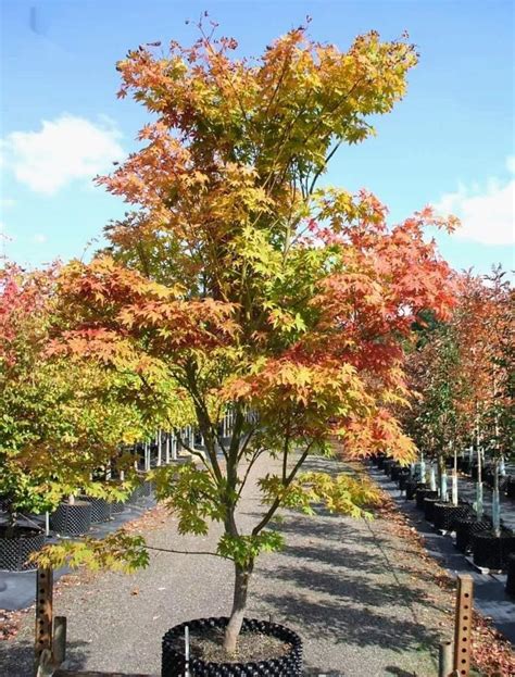 Arbol Acer Palmatum Japon S Arce Enano Lts Vivero Benjamin