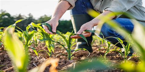 Bonus lavoratori agricoli cosè come funzione novità 2023