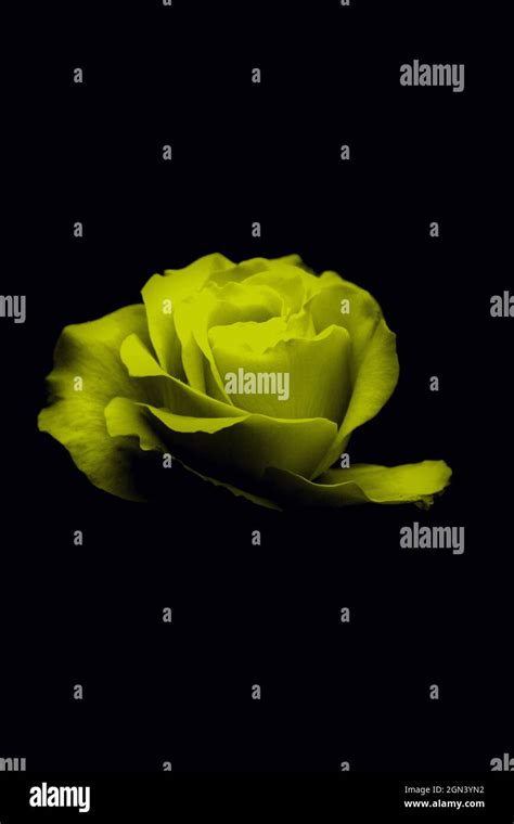 Vertical Shot Of A Yellow Rose Upside Down Isolated On A Black