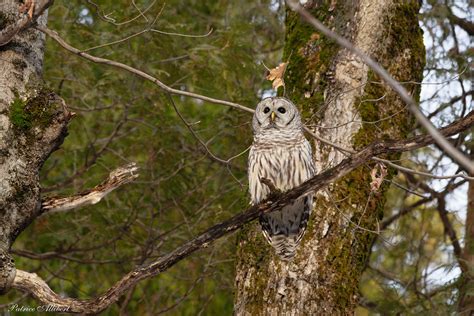 Chouette Ray E Barred Owl Patrice Allibert Flickr