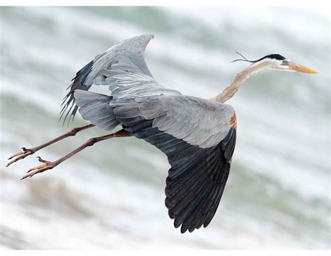 Blue heron flying off to catch a fish | Shutterbug