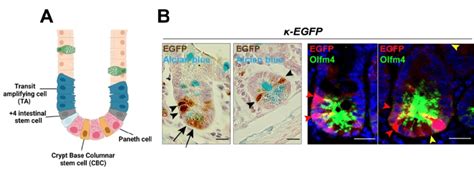 Cell Type Specific Nf κb Activity In Si Crypts A Schematic