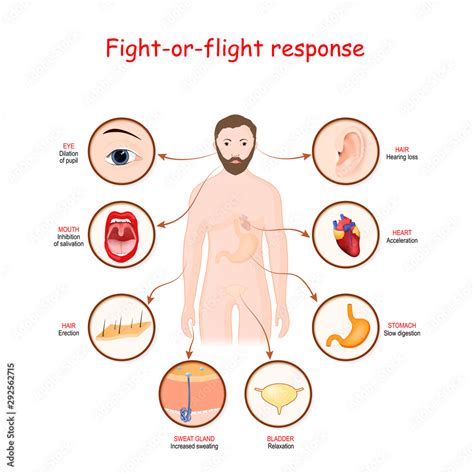 fight-or-flight response Stock Vector | Adobe Stock